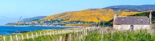 Field of gorse