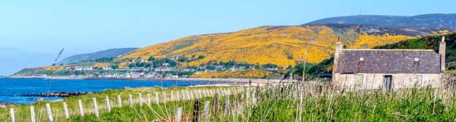 Field of gorse