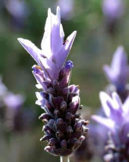 Flower blooming on French lavender