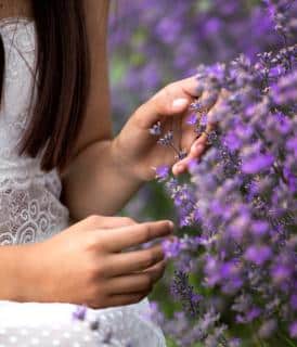 Lavender varieties