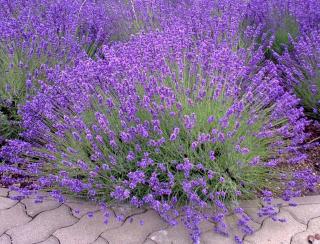 Lavender care