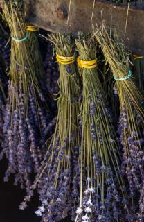 drying lavender harvest