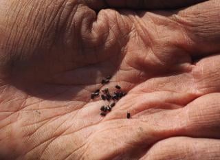 Lavender seeds, tiny as a speck, in a hand.