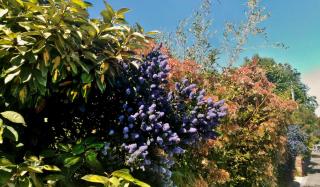 Flowers, berries, and leaves in a mixed hedge