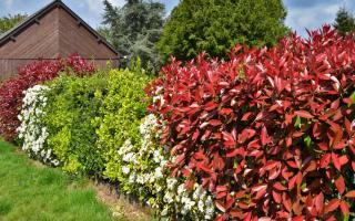 Mixed hedge with different shrubs