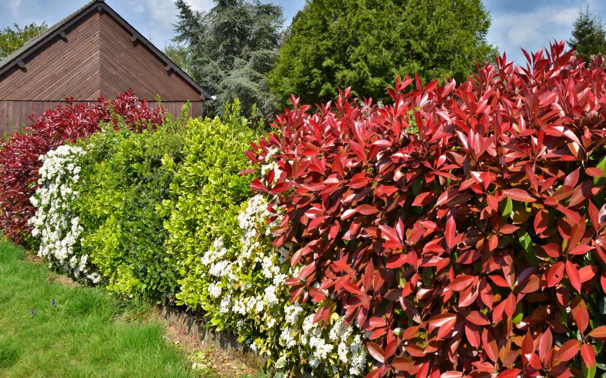 natural and mixed hedges - a trendy option that benefits all