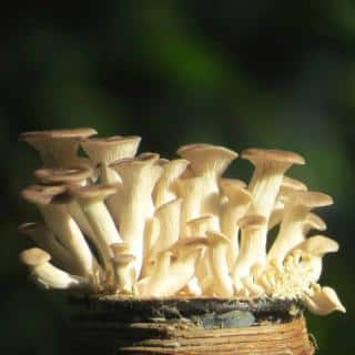 Oyster mushrooms growing on coffee grounds