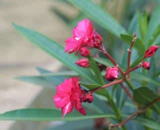 Oleander planting