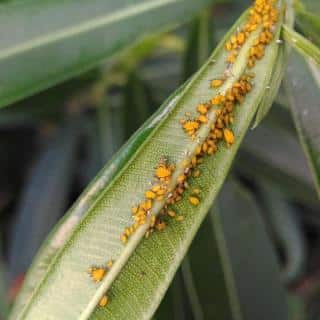 Yellow aphids on oleander leaves