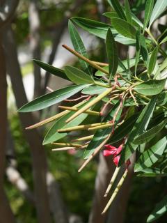 Seed pods of oleander with flowers