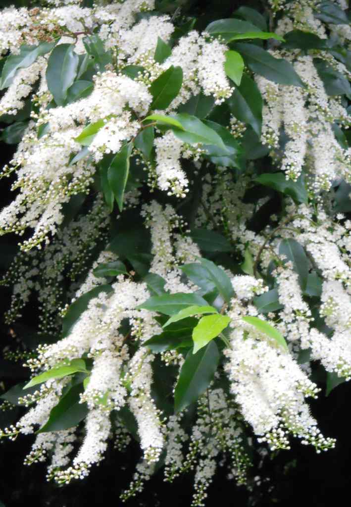 Blooming Portugal laurel, white panicles of flowers drooping from bright young green and deep brown older leaves.