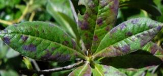 Host plants of the septoria leaf fungus