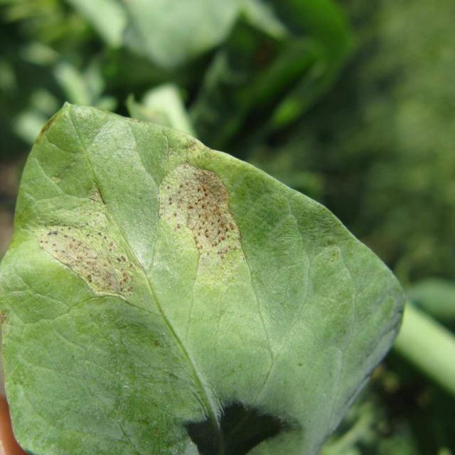 Septoria leaf spot