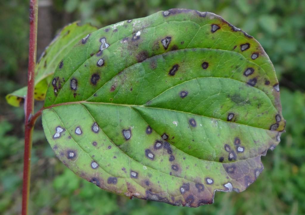 Plants infected with septoria