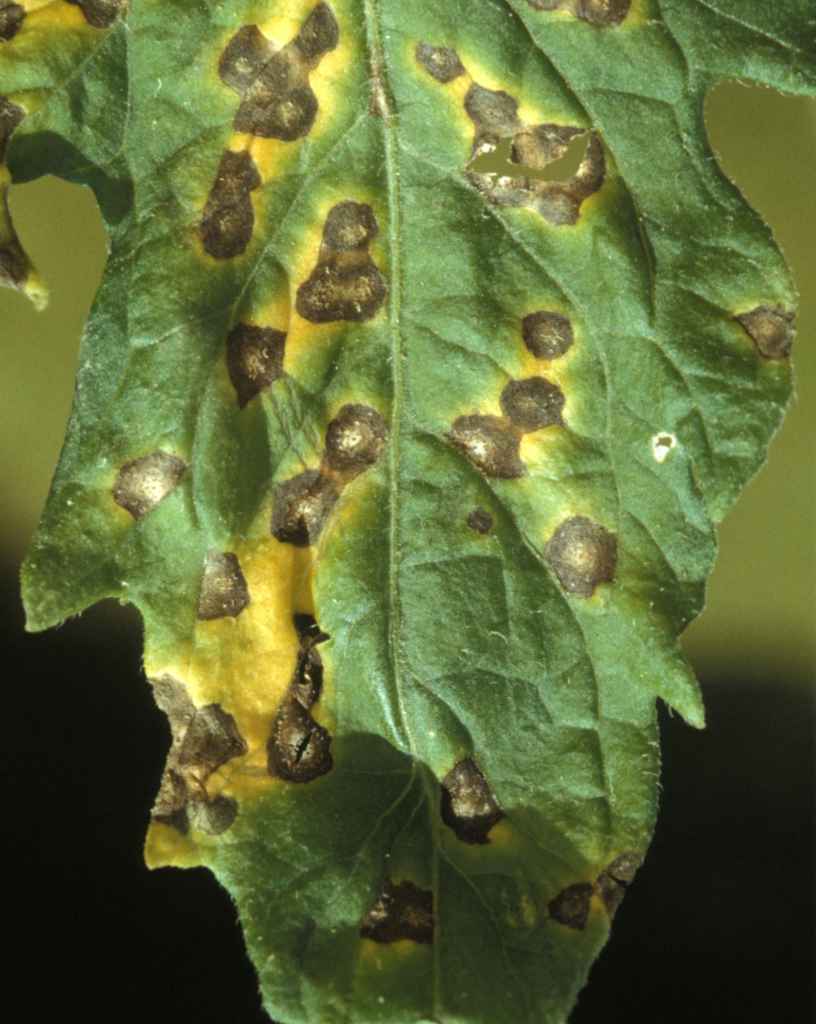 Spots of septoria infection on a tomato plant leaf.