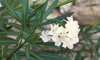 White oleander flowers