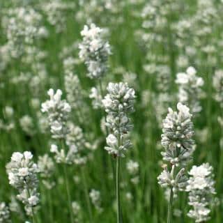 English lavender, white variety