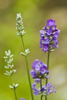 english vs french lavender