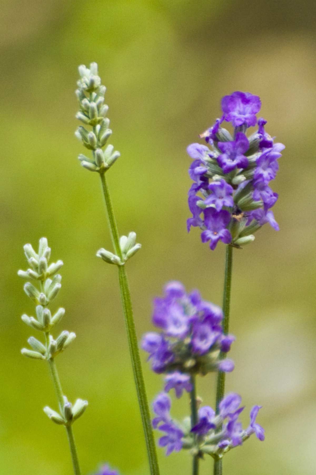 English vs French lavender