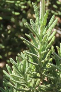 French lavender leaves, USA version