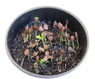 Seeds from the stephanotis, sprouting in a pot.