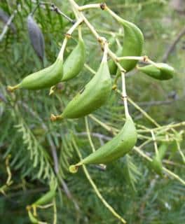 Guitar plant seed pods