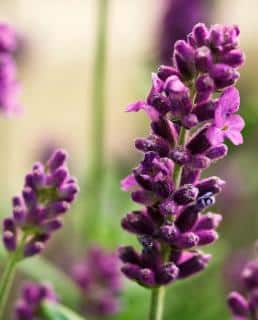 Lavandula angustifolia