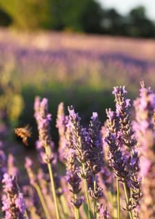 Caring for Lavandula angustifolia