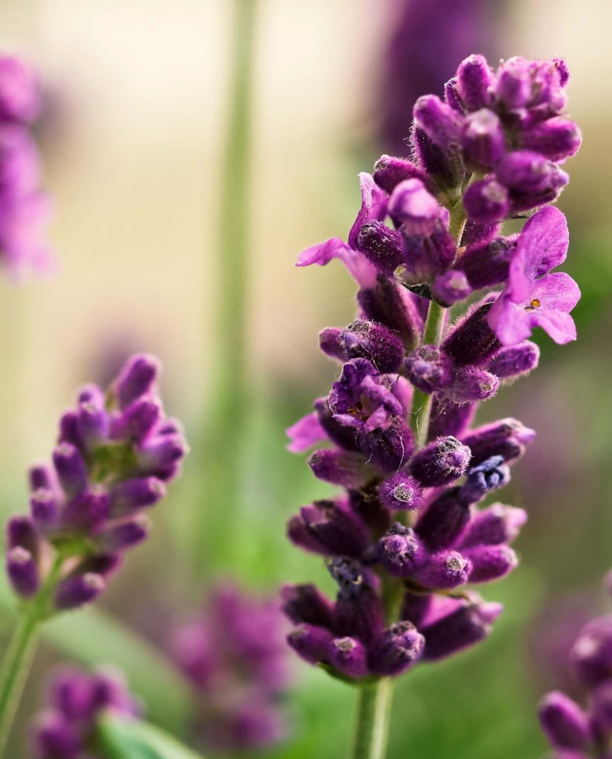 True Lavender Plant Guide