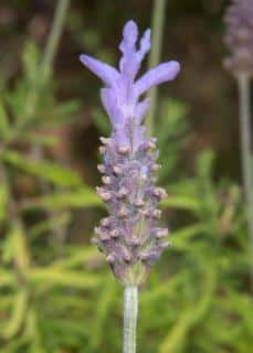 lavandula dentata pruning