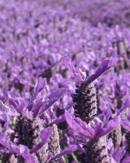 A field completely covered in purple Lavandula stoechas flowers.