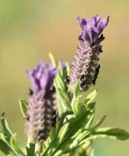 Proper care makes two nice lavandula stoechas blooms.