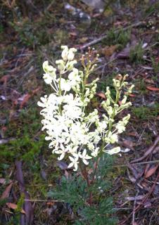 Lomatia tinctoria blooming