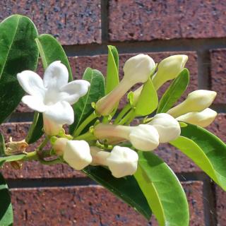 Properly pruned stephanotis blooming before a brick wall.