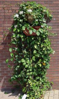 Pruning stephanotis