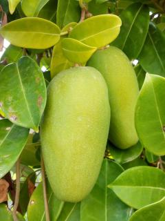 Stephanotis pod