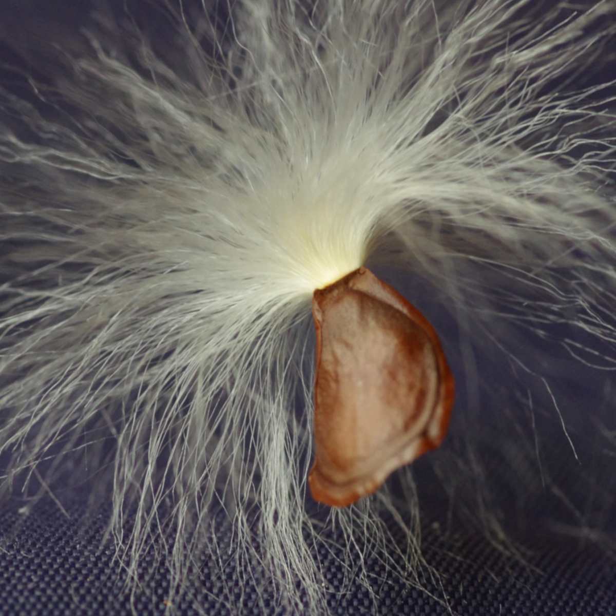 Seeds from the Stephanotis vine