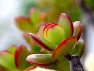 crassula