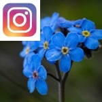 Picture related to Forget-me-not remembered overlaid with the Instagram logo.