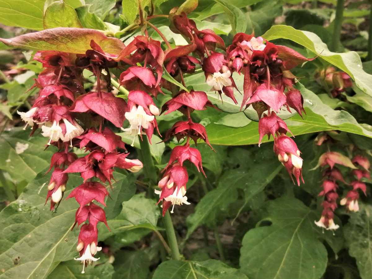 Himalayan honeysuckle