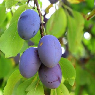 Summer fruit tree care, plums on a branch