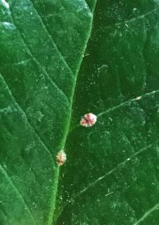 Soft scale insect on a ZZ plant