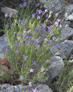 Care for spike lavender