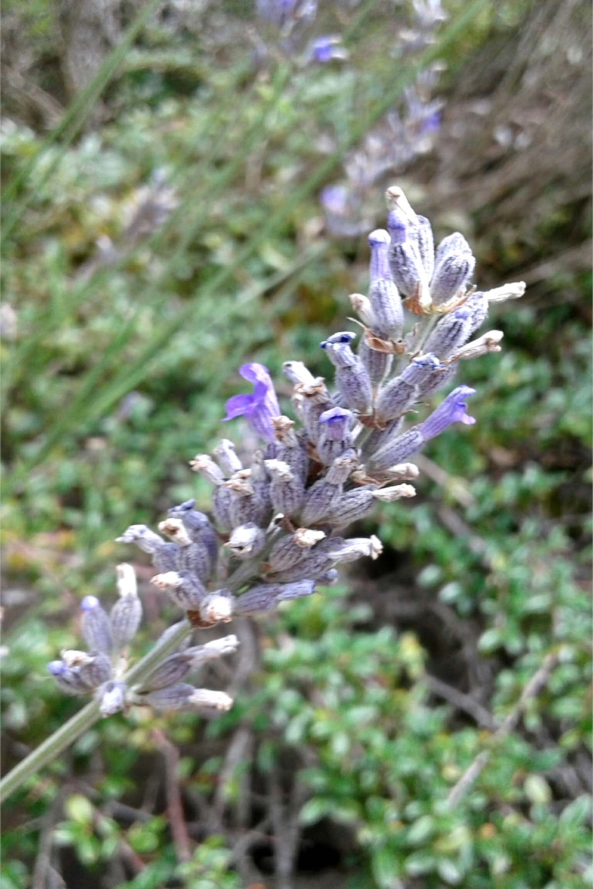 A full panicle of spike lavender flowers close-up, slightly dried.