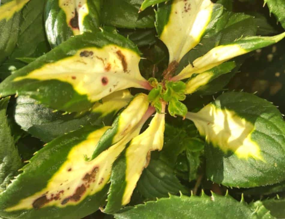 Stunted growth and spots on leaves reveal rotting fungus under sunpatiens.