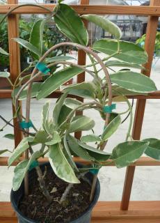 Giving a wreath shape to a stephanotis