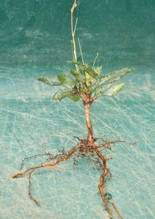 Barberry seedling for bonsai