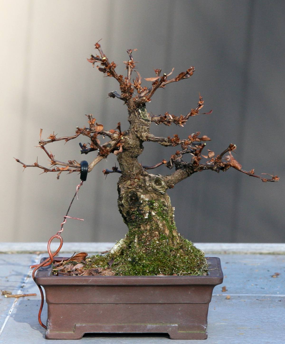 Berberis bonsai grown from stump of a larger shrub.