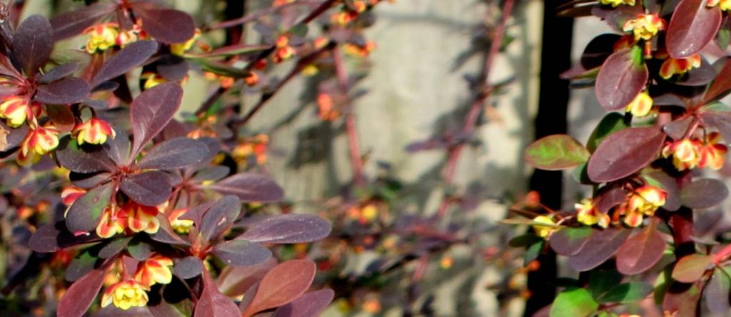 Crimson pygmy dwarb barberry