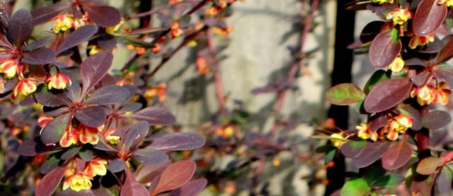 Crimson pygmy dwarb barberry